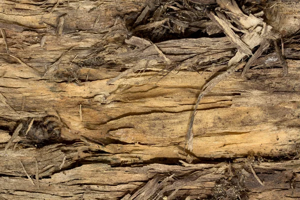 Struttura della corteccia dell'albero — Foto Stock