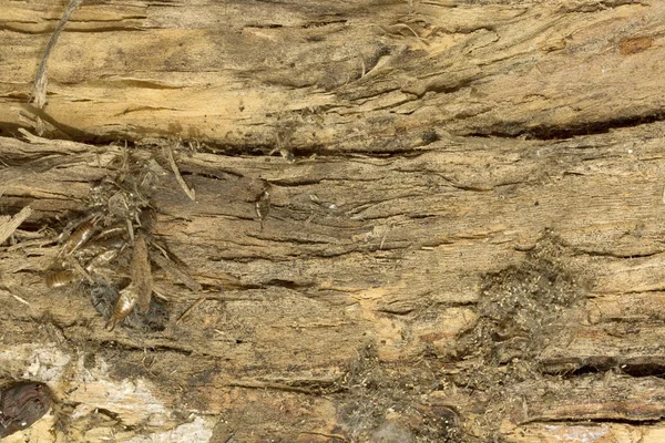 Texture écorce d'arbre — Photo