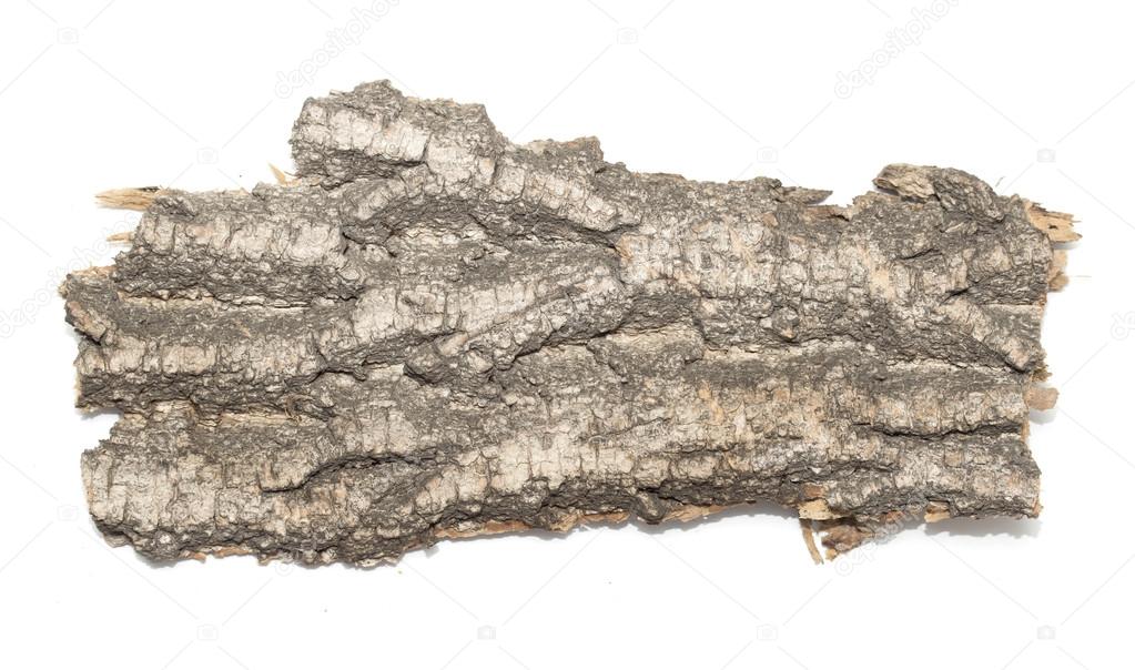 Stub log bark with wooden texture