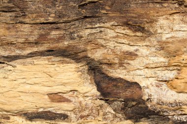 Ağaç kabuğu dokusu