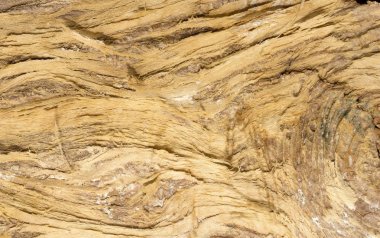 Ağaç kabuğu dokusu