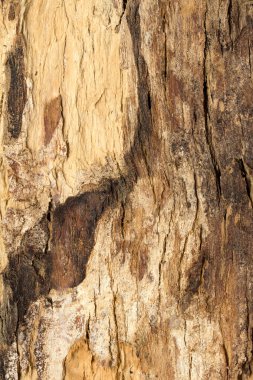 Ağaç kabuğu dokusu