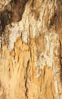 Ağaç kabuğu dokusu