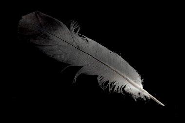Bir kuş tüyü