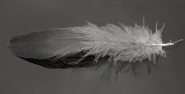 Bir kuş tüyü