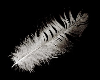 Bir kuş tüyü
