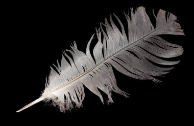 Bir kuş tüyü
