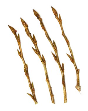 Tomurcukları ağaç dalı