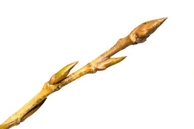 Tomurcukları ağaç dalı