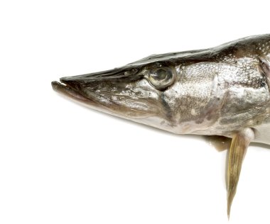 Bir beyaz balık pike