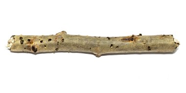 ahşap dal izole