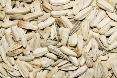 Kuru ayçiçeği tohumu