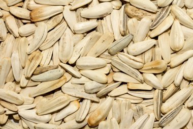 Kuru ayçiçeği tohumu