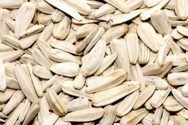 Kuru ayçiçeği tohumu