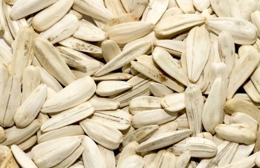 Kuru ayçiçeği tohumu