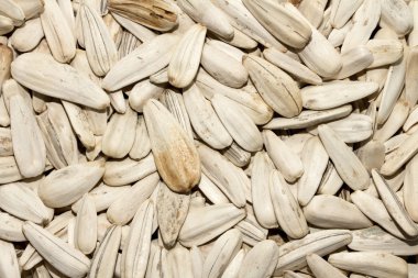 Kuru ayçiçeği tohumu