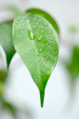 Su damlacıkları ile yeşil yaprak