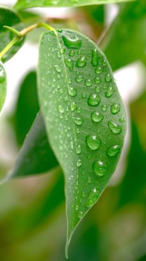 Su damlacıkları ile yeşil yaprak