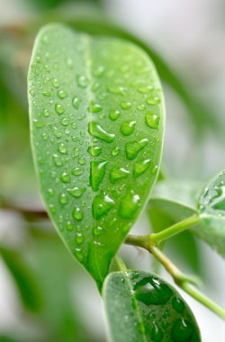 Su damlacıkları ile yeşil yaprak