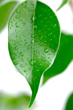 Su damlacıkları ile yeşil yaprak