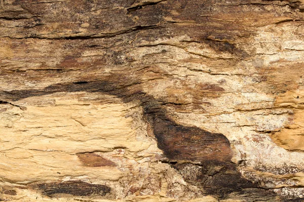 Tree bark texture — Stock Photo, Image