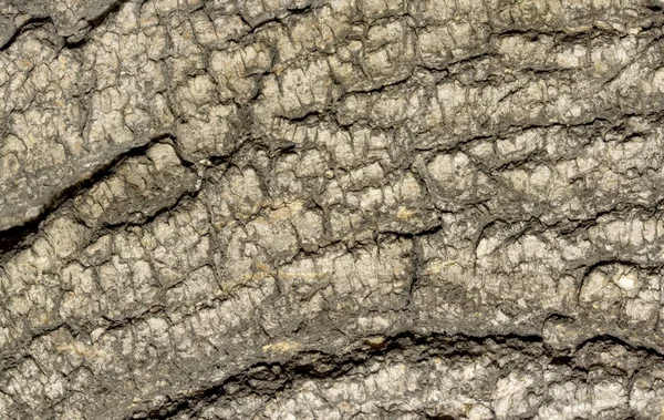 Old Wood Tree Texture — Stock Photo, Image