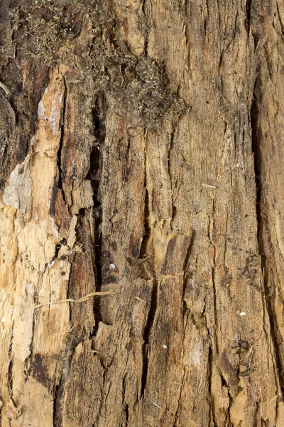 Struttura della corteccia dell'albero — Foto Stock