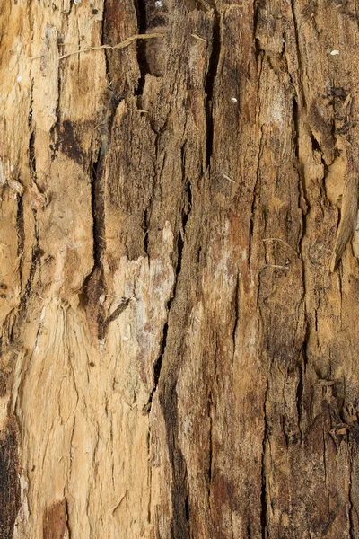 Struttura della corteccia dell'albero — Foto Stock