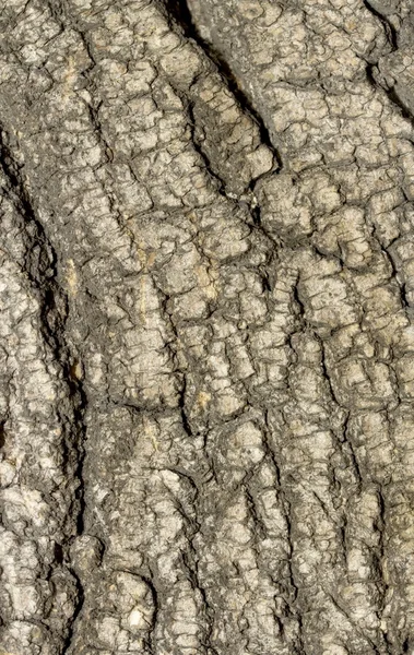 Vieille texture d'arbre de bois — Photo