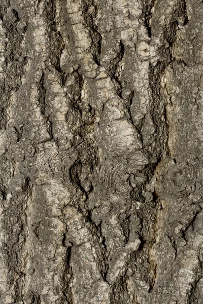 Vecchio albero di legno texture — Foto Stock