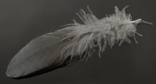 One bird feather — Stock Photo, Image