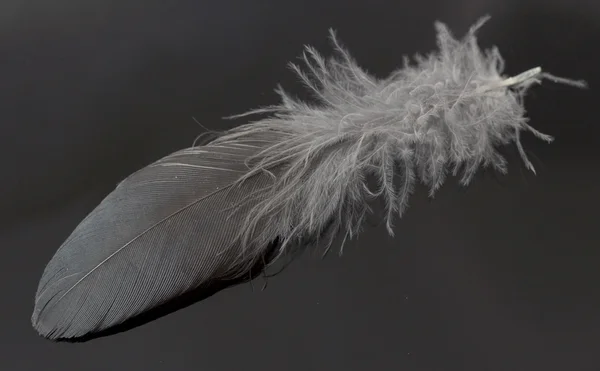 One bird feather — Stock Photo, Image