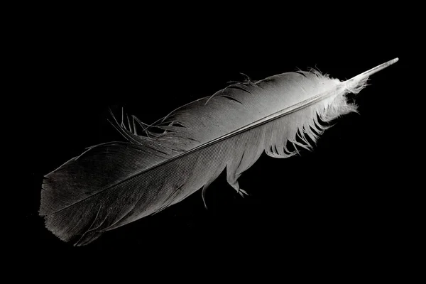 Una pluma de pájaro —  Fotos de Stock