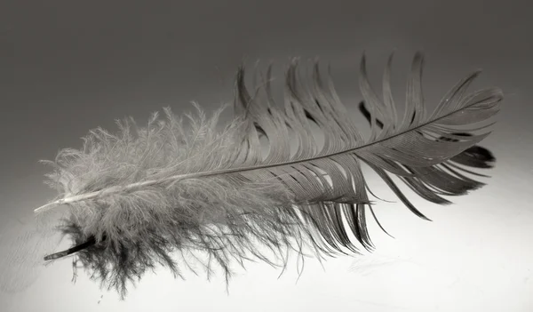Una pluma de pájaro — Foto de Stock