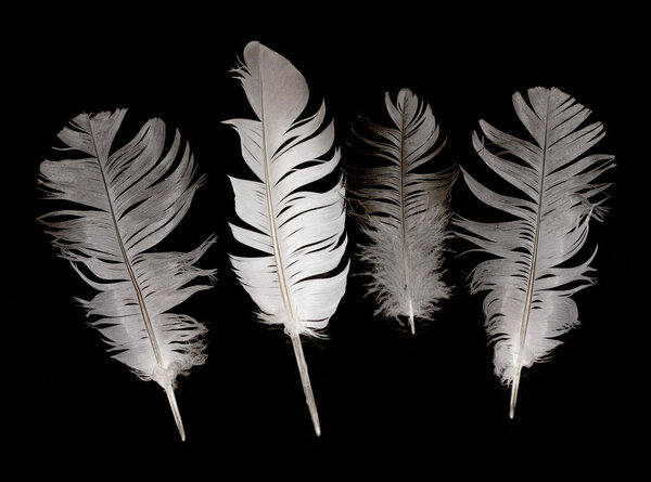 Bird feathers on black