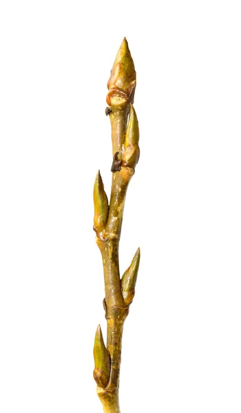 Buds on tree branch — Stock Photo, Image
