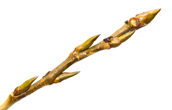 Buds on tree branch — Stock Photo, Image