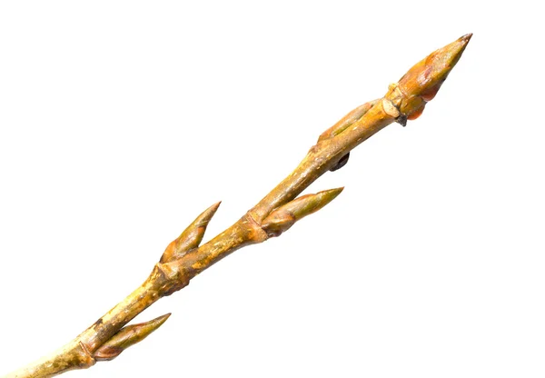 Buds on tree branch — Stock Photo, Image