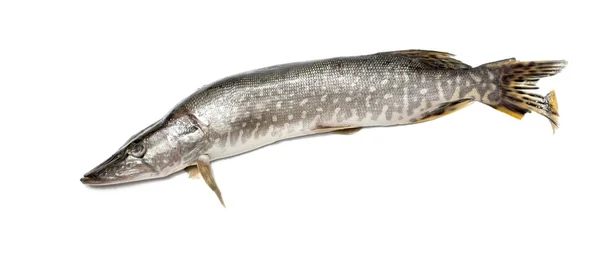 Lucio de pescado sobre un blanco — Foto de Stock