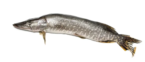 Рыбная щука на белом — стоковое фото