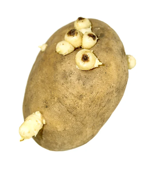 在一张白纸的发芽的马铃薯 — 图库照片