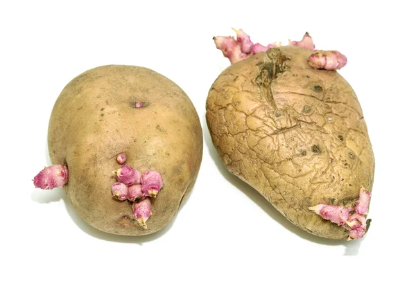 Naklíčené brambory na bílé — Stock fotografie