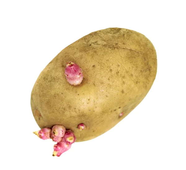 Klíčící brambor na bílé — Stock fotografie