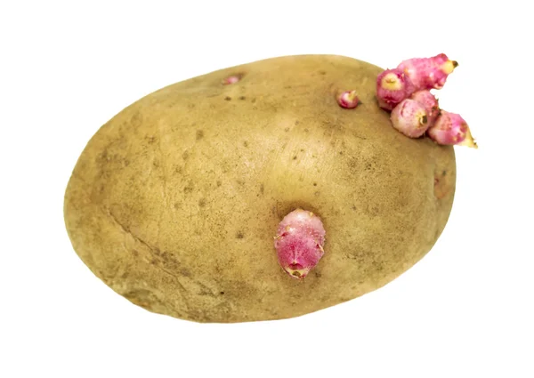 Patata germinada sobre un blanco — Foto de Stock