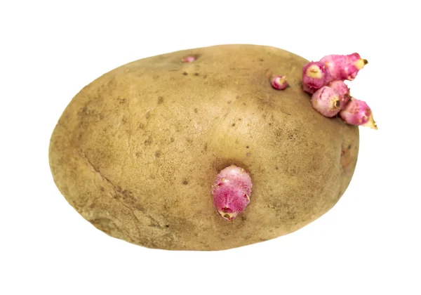 Patata germinada sobre un blanco — Foto de Stock