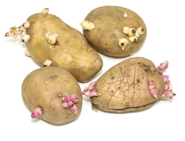 Naklíčené brambory na bílé — Stock fotografie