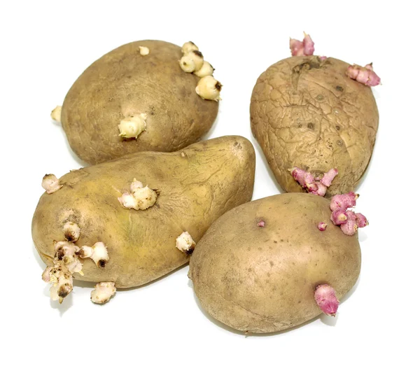 Φυτρωμένοι πατάτες σε ένα λευκό — Φωτογραφία Αρχείου