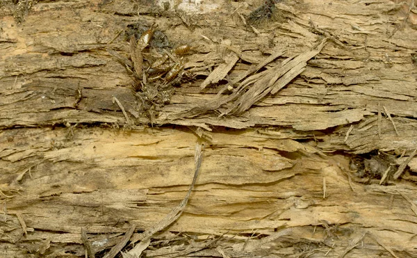 Struttura della corteccia dell'albero — Foto Stock