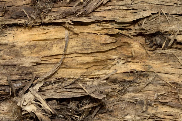 Tree bark texture — Stock Photo, Image