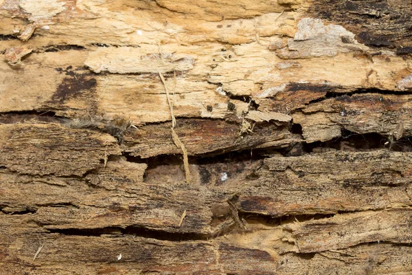 Struttura della corteccia dell'albero — Foto Stock